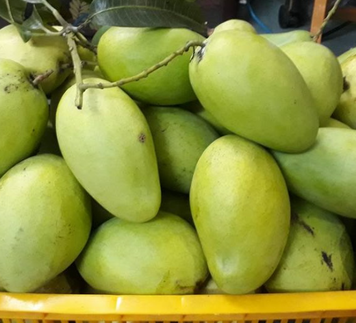 KỸ THUẬT TRỒNG XOÀI