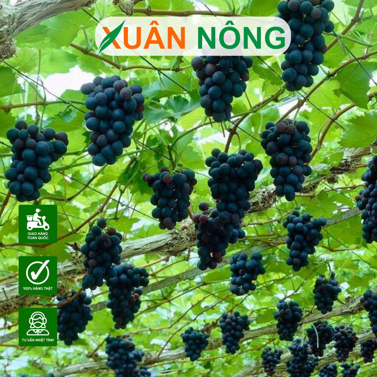 Quy trình xử lý, chăm sóc cây nho kẹo mới mua về