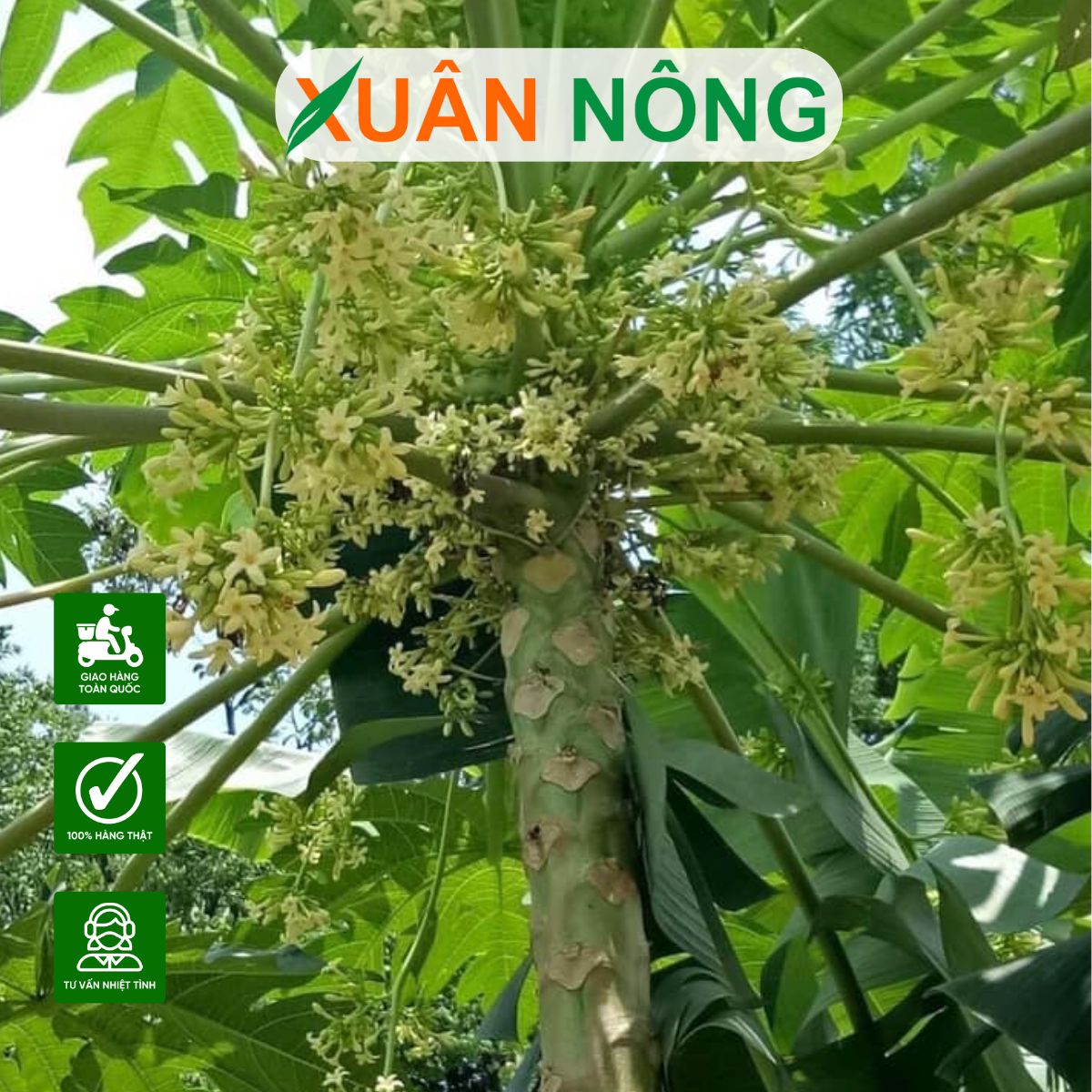 Cách xử lý khi cây đu đủ ra hoa đực quá nhiều?