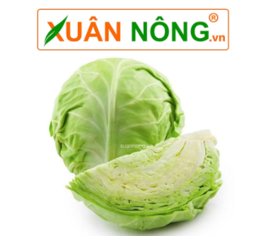 caygiongcantho.vn