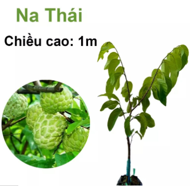 cây giống cần thơ