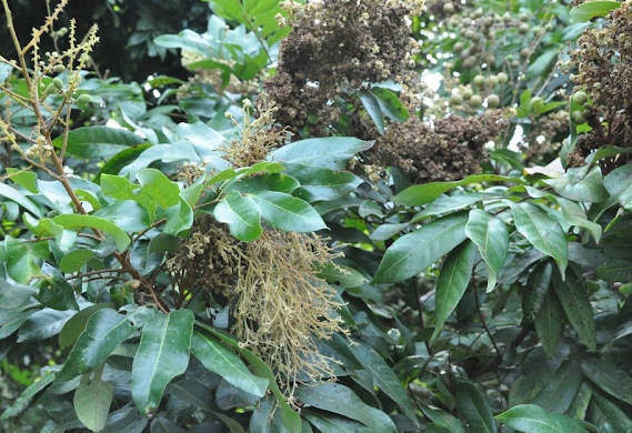 caygiongcantho.vn