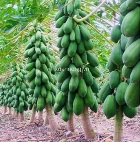 caygiongcantho.vn