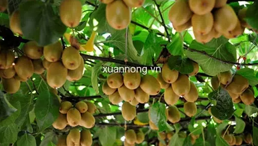 caygiongcantho.vn