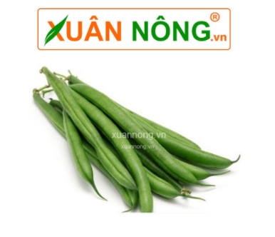 caygiongcantho.vn