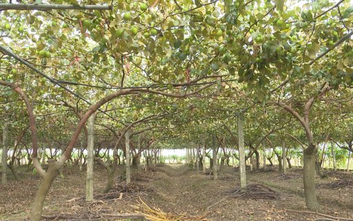 Cây Táo Xanh Thái Lan