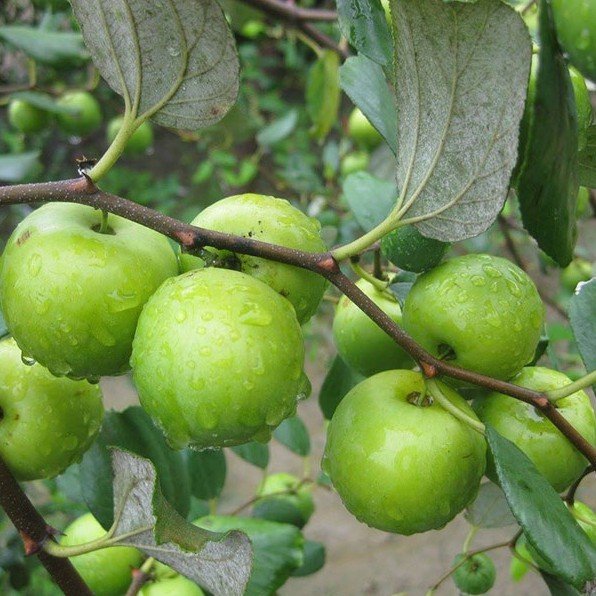 Cây Táo Xanh Thái Lan