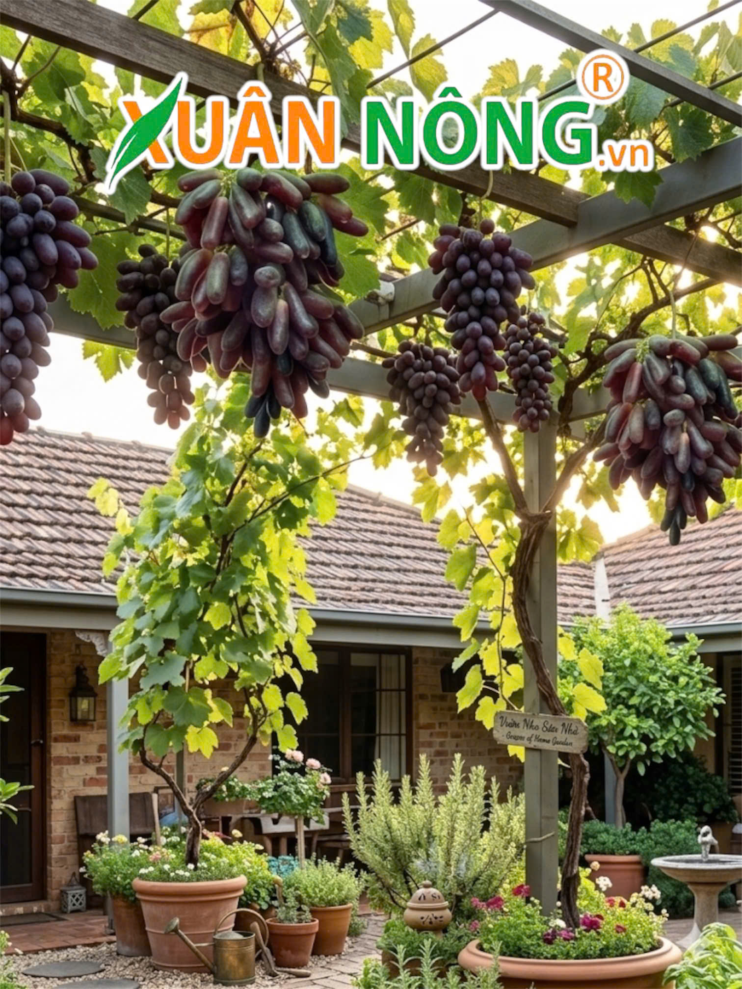 Nho Ngón Tay