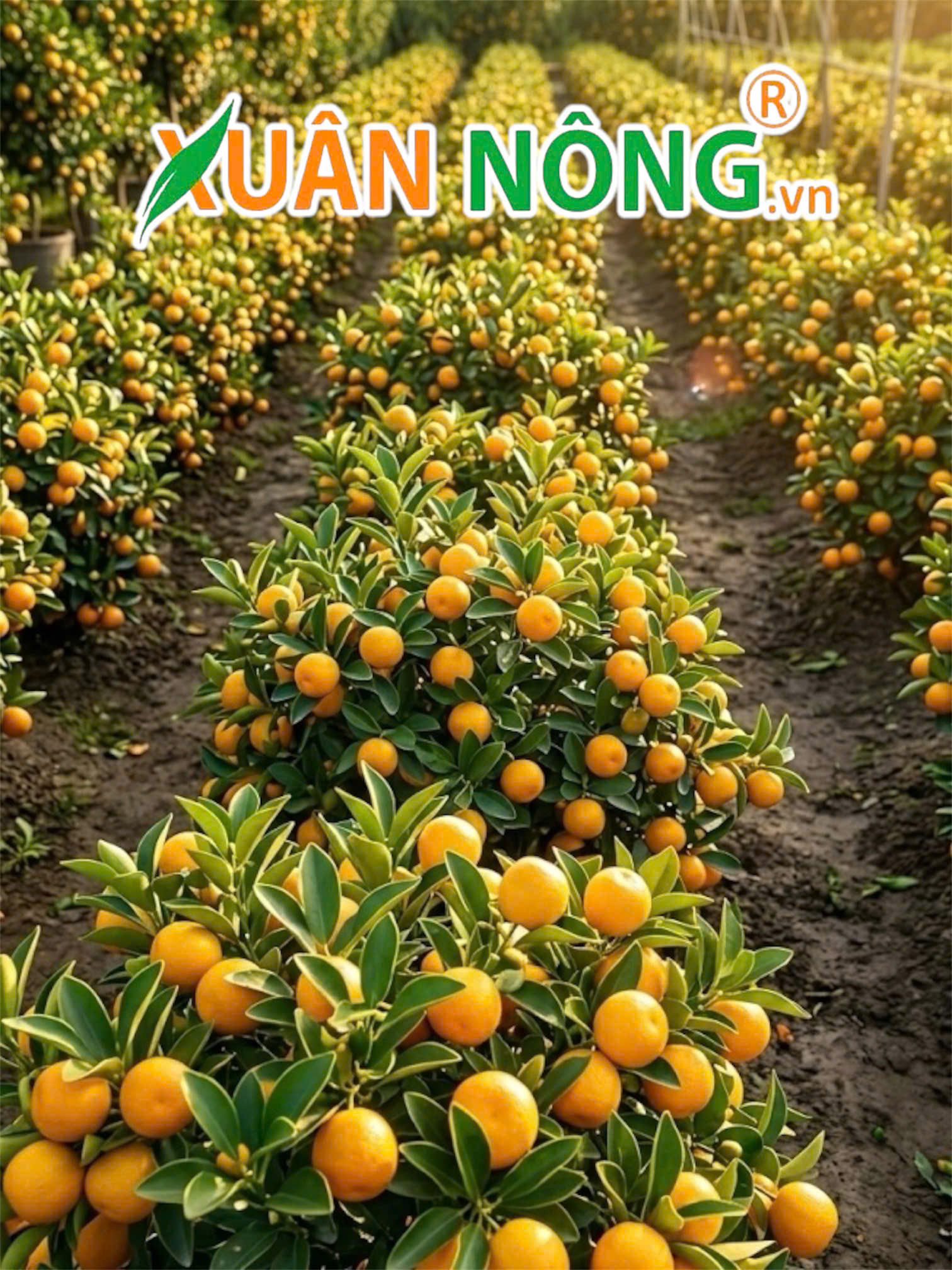 Tắc Bánh Xe (Quất Bánh Xe)