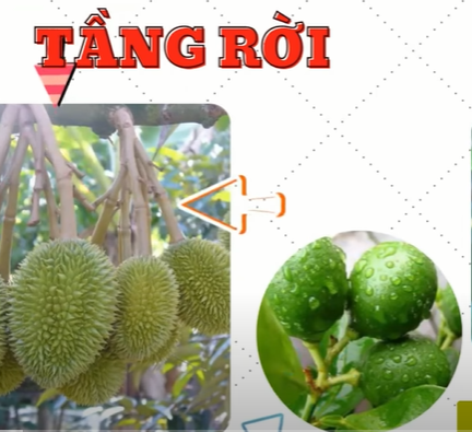 tầng rời