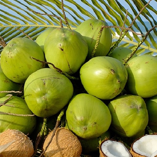 Bán cây giống dừa dứa siêu thơm ngon - Cách trồng dừa dứa