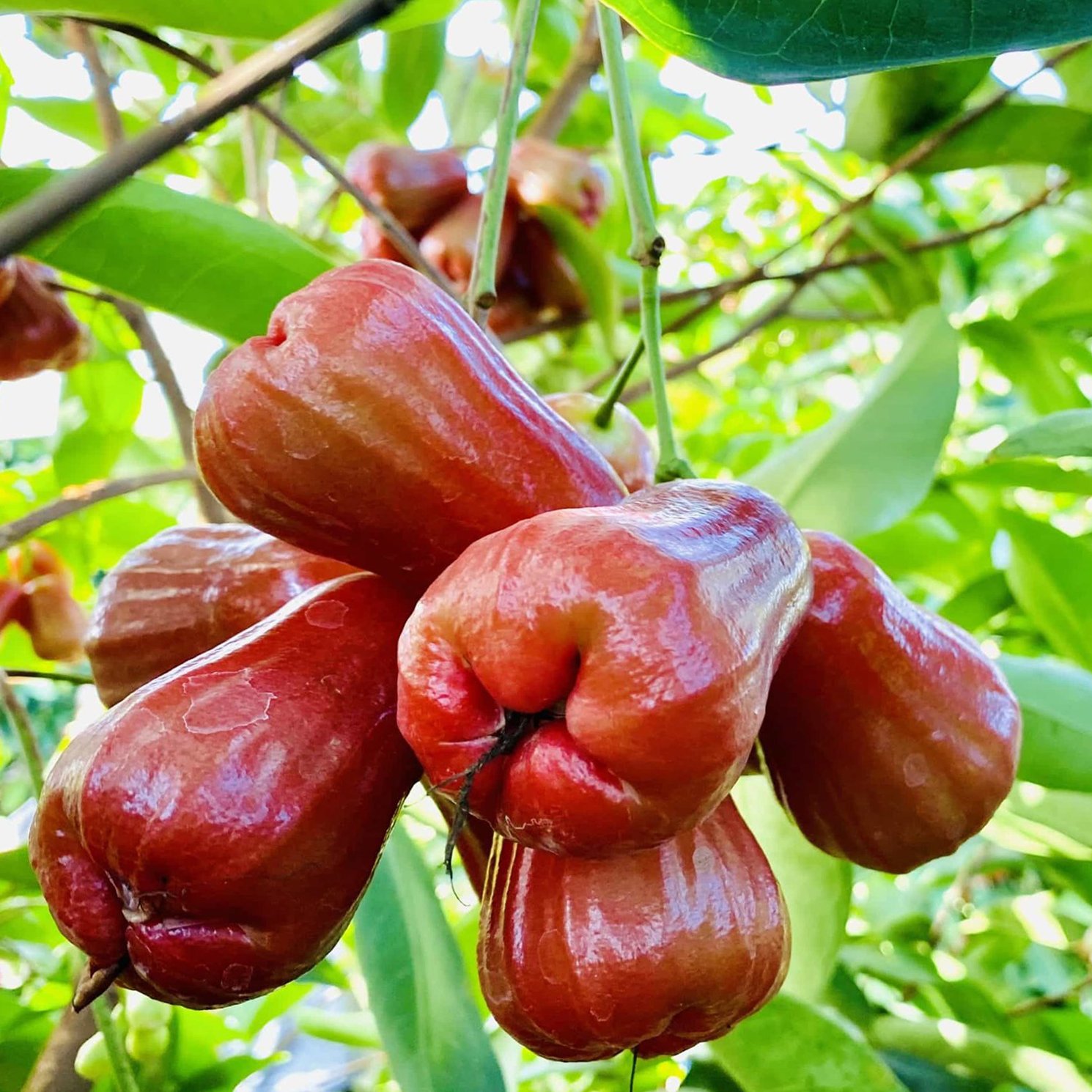 Cây giống mận an phước hàng chuẩn, cho năng suất cao