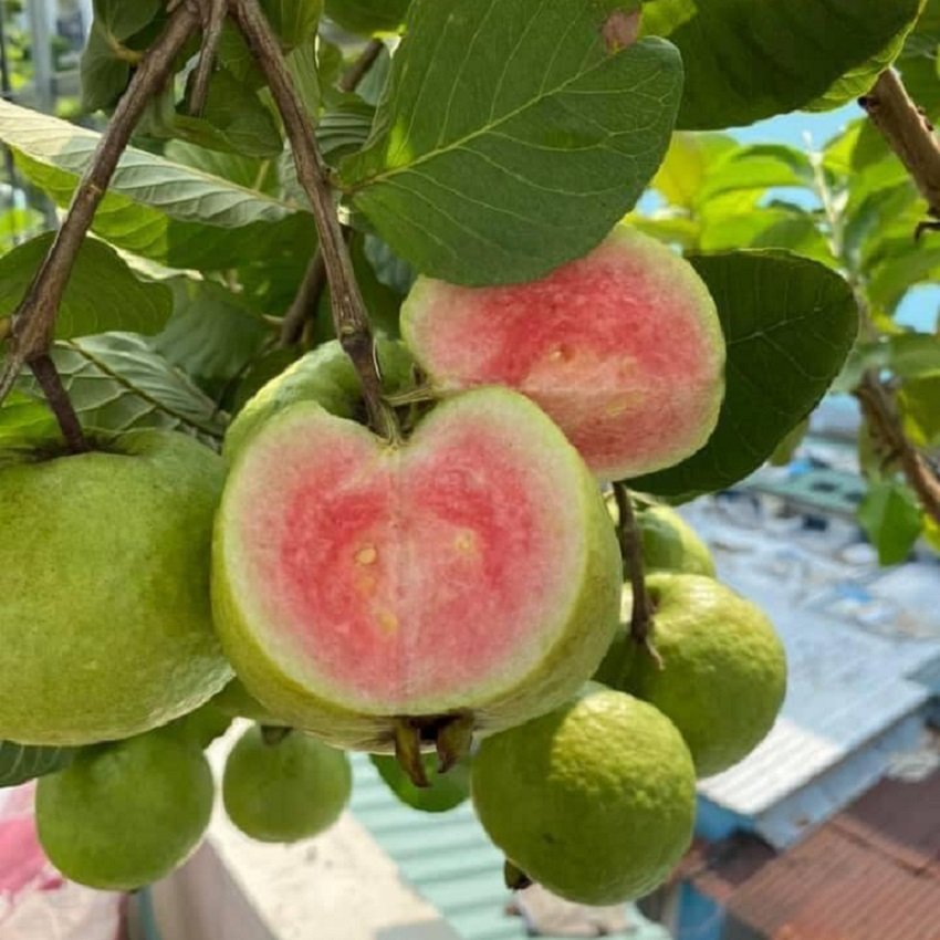 Cây Giống Ổi RuBy CÂY GIỐNG ỔI RUBY TỔNG KHO CÂY GIỐNG MB