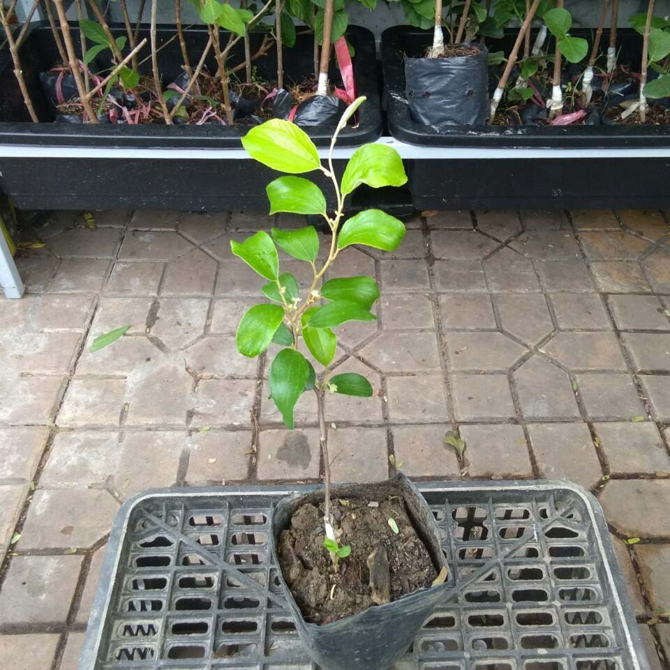Cây Táo Giống: Thông Tin Chi Tiết và Hướng Dẫn Trồng