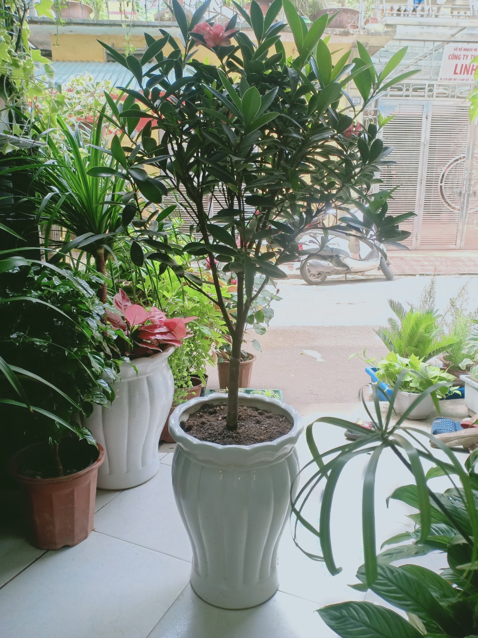 Cây Trà Tứ Quý Vườn cây xinh Cây Trà Tứ Quý Vườn Cây Xinh
