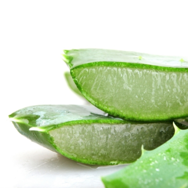 Top 10 tác dụng của nha đam trong việc chăm sóc sức khỏe Top 10 tác dụng của nha đam trong việc chăm sóc sức khỏe