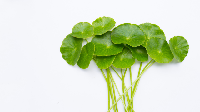 Cây rau má không chỉ là một loại cây dùng trong ẩm thực mà còn là một nguồn dưỡng chất quý báu cho làn da.