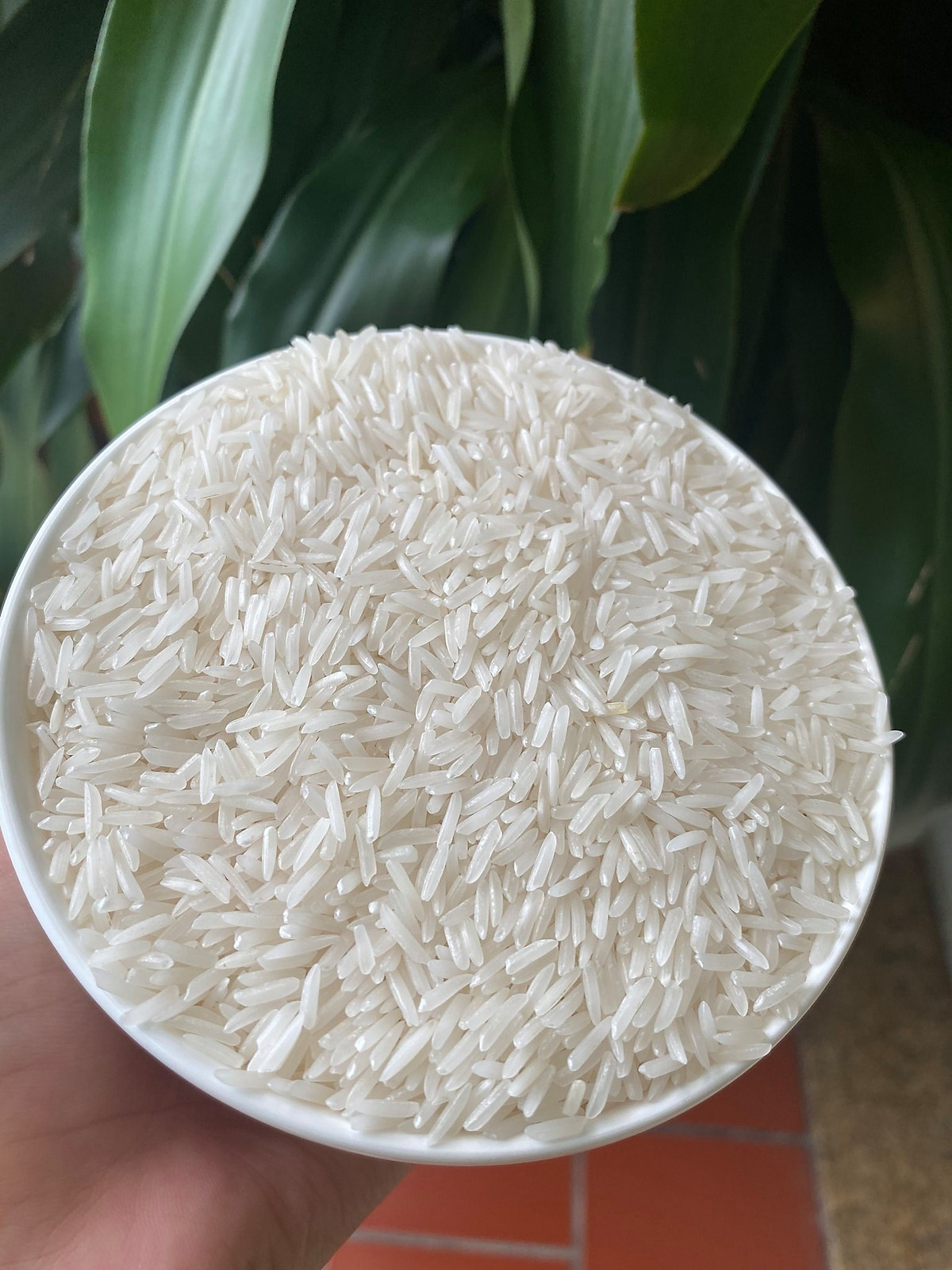 Bao 25 kg Gạo Thơm ST25 đặc sản sóc Trăng túi 5kg / Combo 2 túi Gạo ST25 lúa tôm túi 5kg