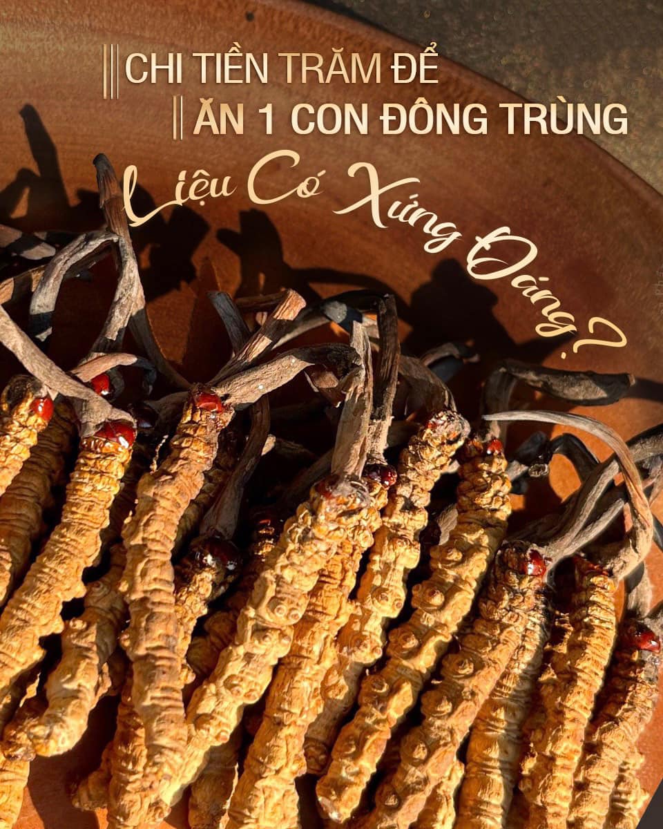 BỎ TIỀN TRĂM RA ĐỂ ĂN 1 CON ĐÔNG TRÙNG HẠ THẢO