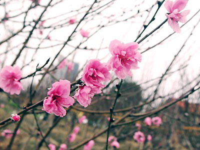 THƯ CHÚC TẾT NGUYÊN ĐÁN ẤT MÙI 2015