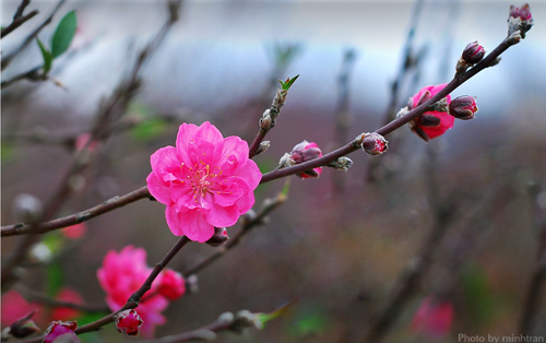 Thư chúc tết của lãnh đạo Công ty HUD3.3