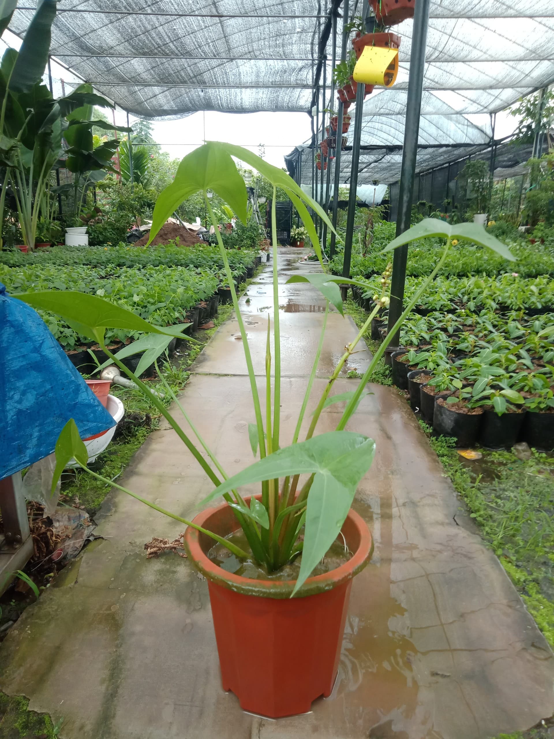 Bách Thủy Tiên Kép Hồng Lĩnh Garden