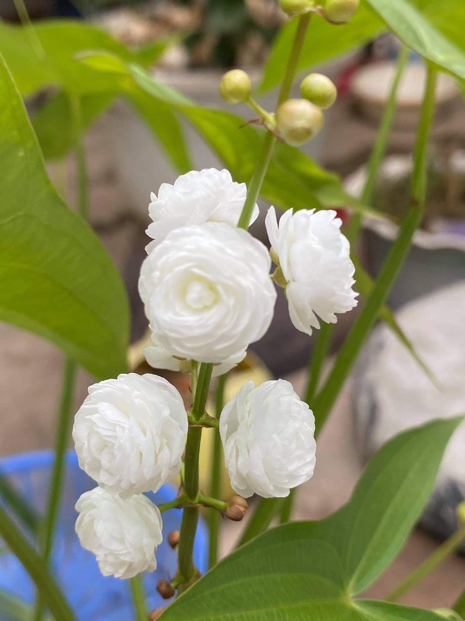 Bách Thủy Tiên Kép Hồng Lĩnh Garden