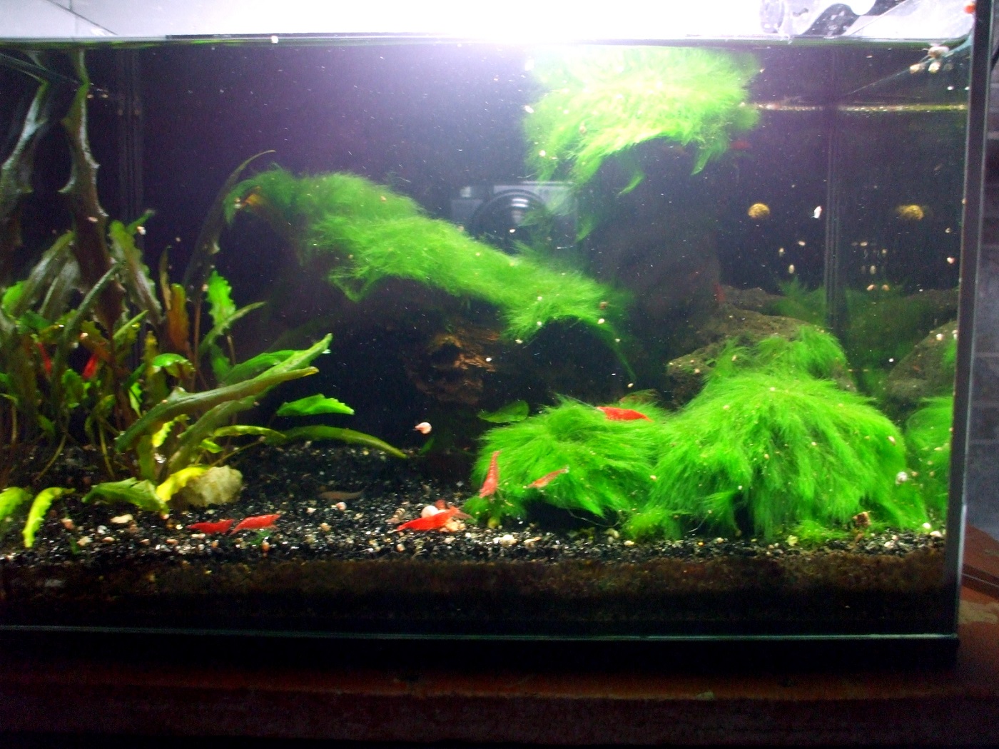 Các nguyên nhân gây đục hồ thủy sinh, cá cảnh