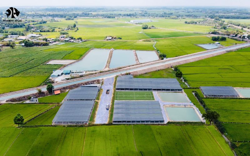 Top 8 Most Reputable Freshwater Fish Exporters in Vietnam