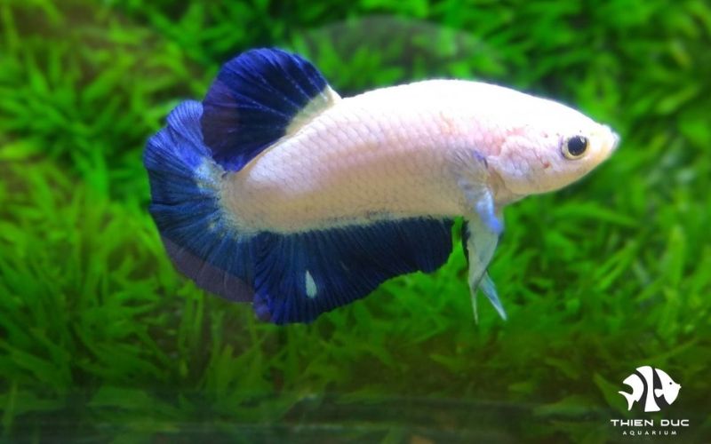 Top 10 colorful fish for aquarium export