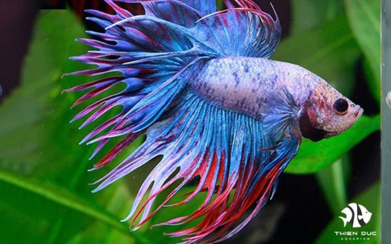 Top 5 most beautiful import ornamental fish for aquarium
