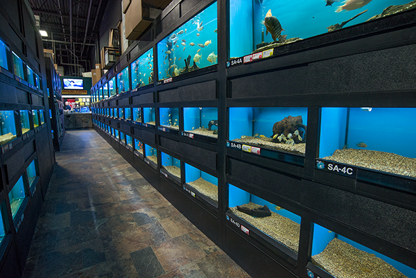 Thienduc Aquarium: Leading Aquarium Fish Exporter in Vietnam