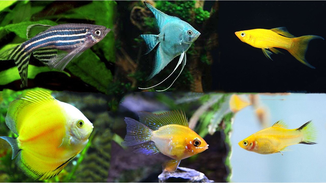 TOP 6 Cá Cảnh Dễ Nuôi Nhất Hiện Nay, Đẹp Và Được Ưa Chuộng Nhất