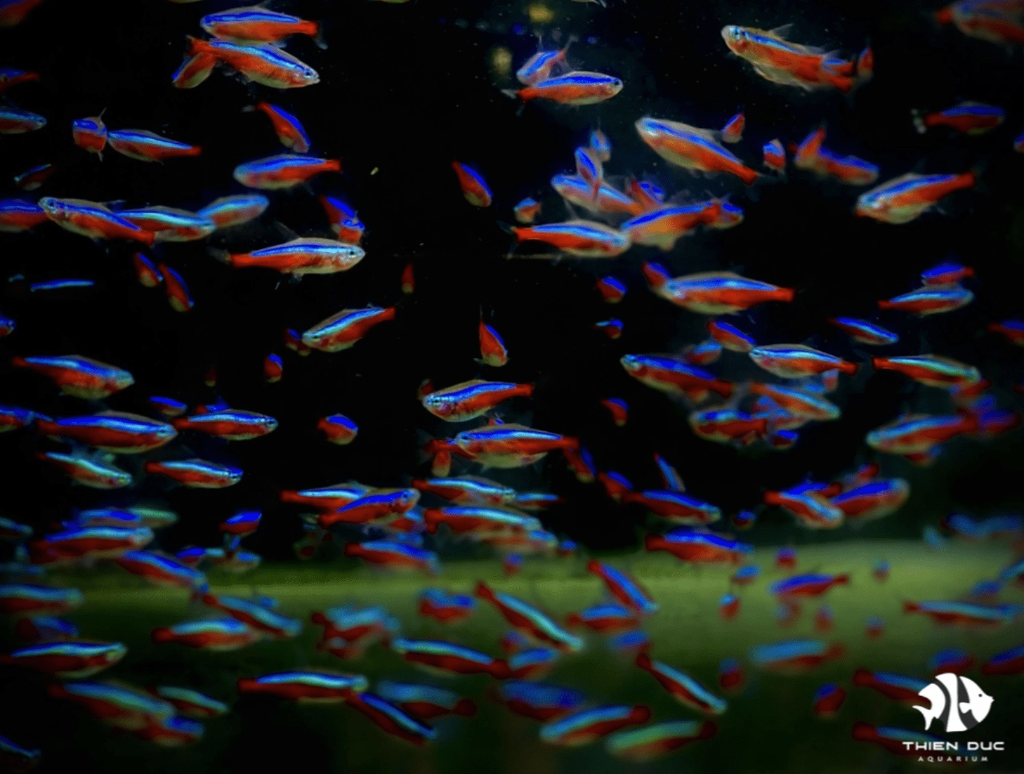 Giá cá Neon Vua rẻ nhất tại Trại Cá Cảnh Thiên Đức