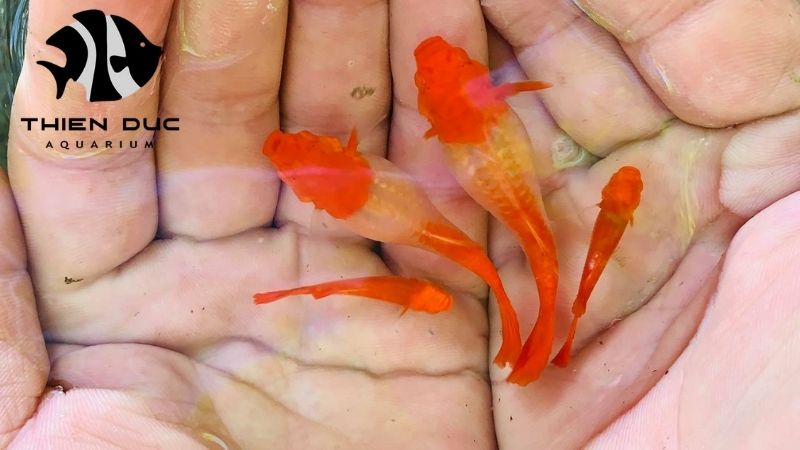 Air Freight Forwarding Process: A Guide with Steps