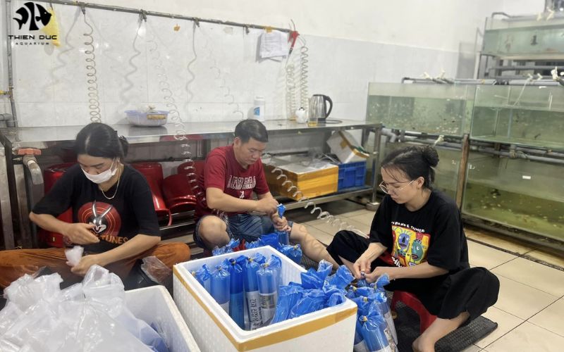 Angelfish Wholesale: Wholesale Angelfish for Aquariums