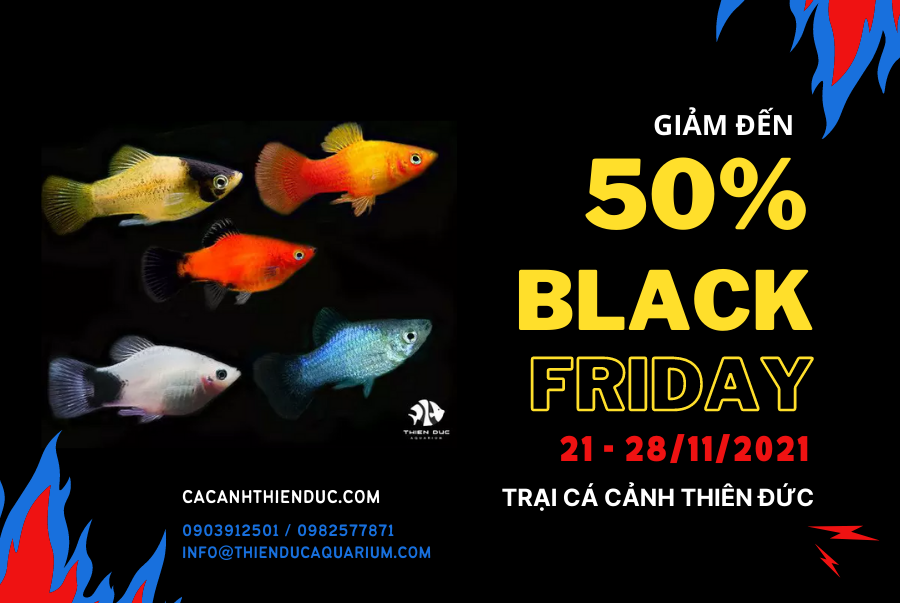 Ngày Black Friday - Sứ Mệnh Của Trại Cá Thiên Đức Đến Cộng Đồng