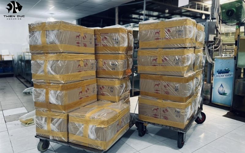 Aquarium Fish Bulk Purchase: Maximizing Your Investment