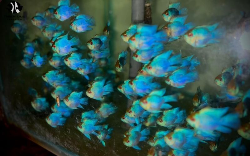Aquarium Fish Distribution: Top Suppliers and Methods