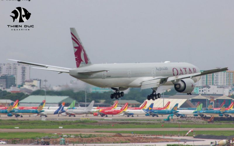 Aquarium Fish Exporters: Industry Pioneers with Excellence