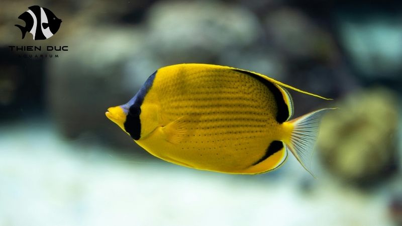 Aquarium fish farm tour: Unique and inspiring experience