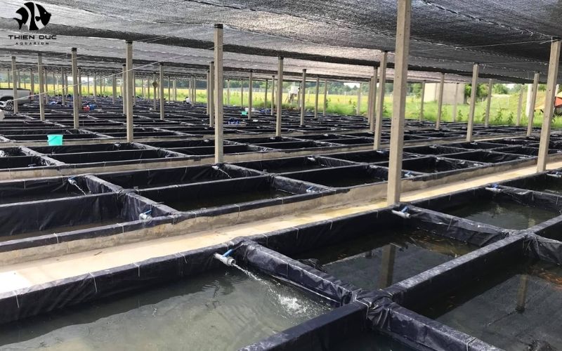 Aquarium Fish Import Regulations Europe: Compliance Guide