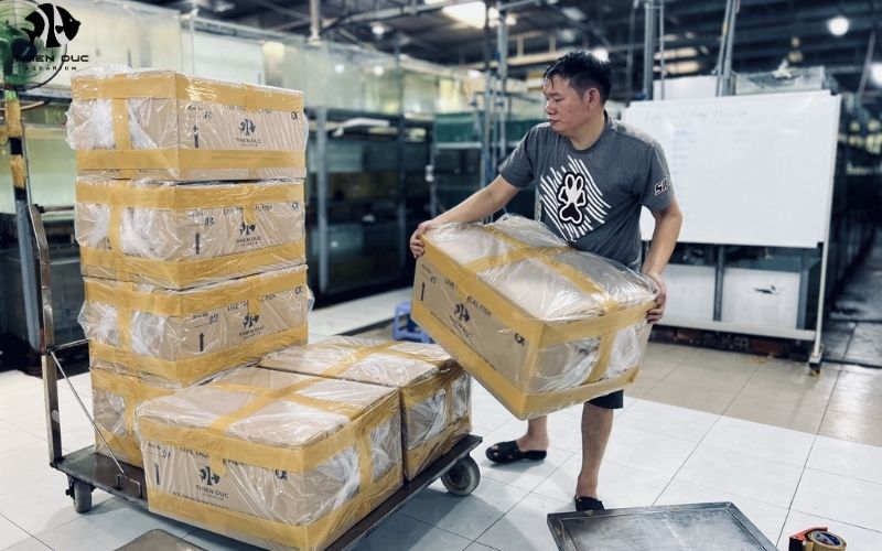 Aquarium Fish International Shipping: Best Practices