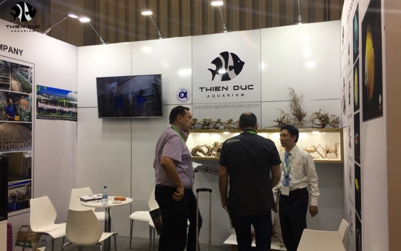 Aquarium fish suppliers: Reliable sources for every need