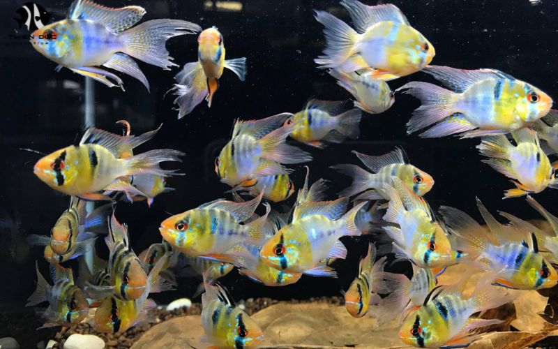 Aquarium Fish Wholesale Prices: Negotiating Better Deals