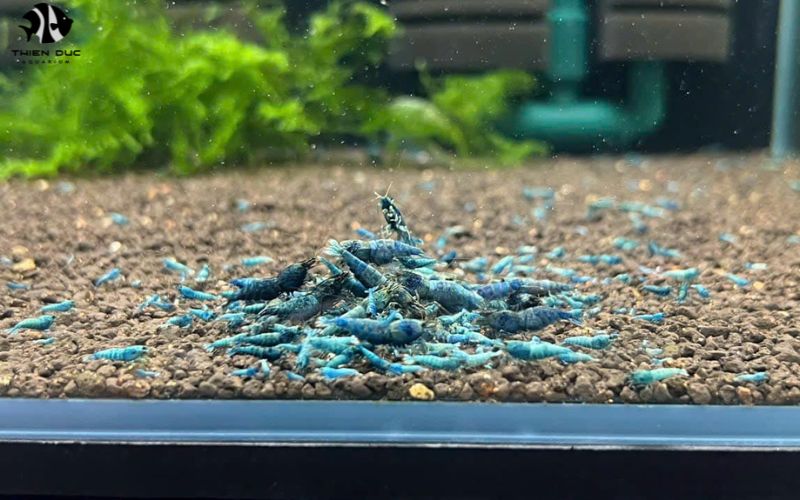 Aquarium livestock wholesalers: Complete ecosystem solutions for thriving aquariums