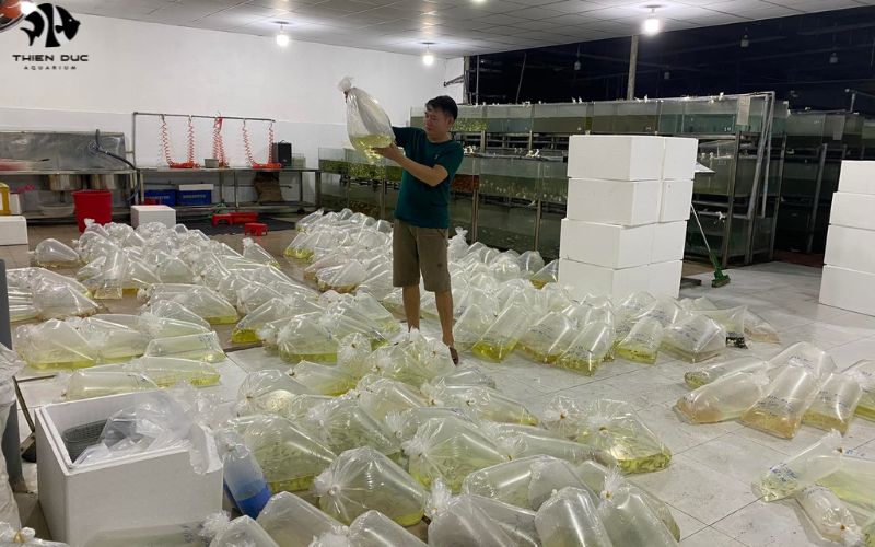 Aquarium wholesale distributor: Your one-stop shop for fish