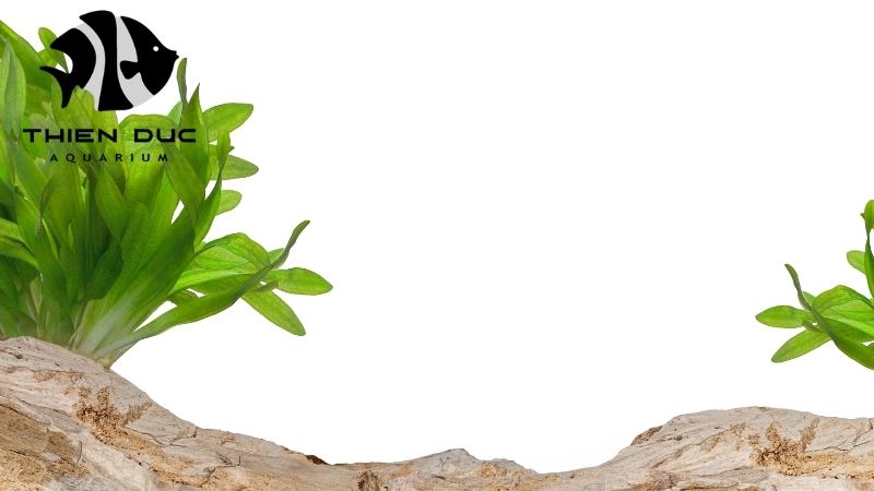 Aquarium Wood for Sale: Sourcing the Best Driftwood