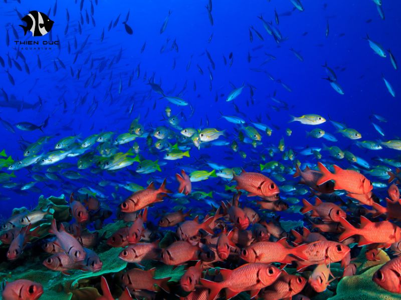 Aquatic Fish Export: Premium Service for Global Fish Trade