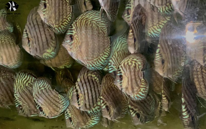 Aquatic fish exporters: Bringing diversity to global markets